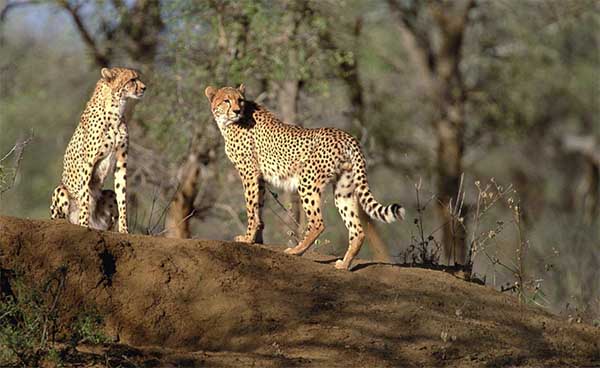 Animals of Great Limpopo Transfrontier Park